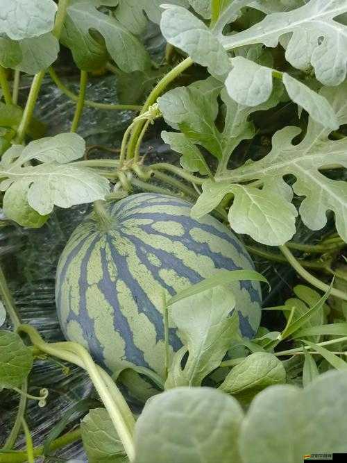 51cg熱門大瓜今日吃瓜 往期回顧 精彩回顧與熱議大瓜一網打盡