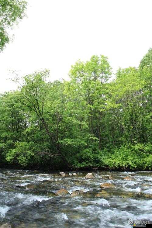 手慢慢游走往下穿過叢林：探索未知的神秘之旅