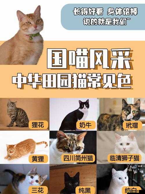 《喵將傳》人物特色深度解析：英勇喵族的獨(dú)特風(fēng)采與個(gè)性解析