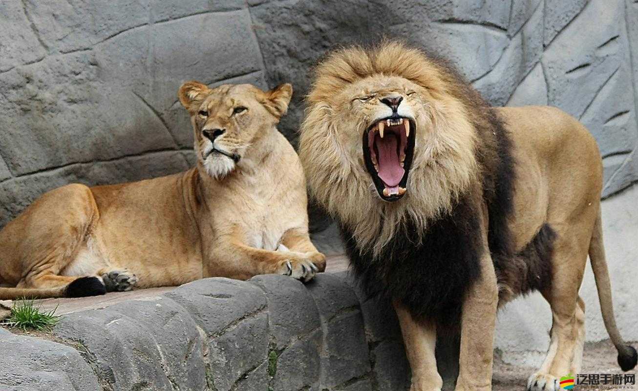 食肉猛獸游戲當前已知問題與BUG全面收集與分析報告