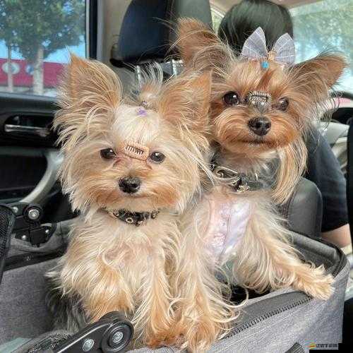 奔跑吧兄弟2：萌寵同行，開啟攜寵狂奔的冒險之旅