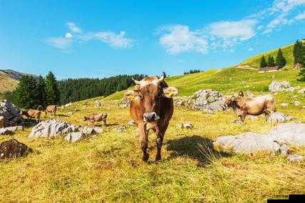 公交車奶牛：城市道路上的獨特風景