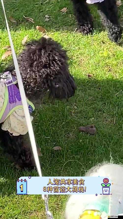 蘑菇視頻黑料爆料：驚人內幕大揭秘