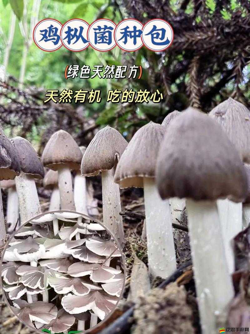 老版蘑菇短視頻安裝包：重溫經(jīng)典版本