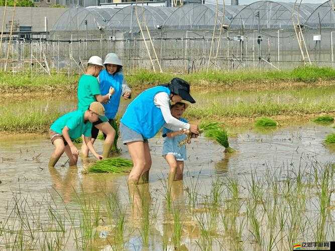 情侶之間插秧的圖片：田間愛(ài)意的綻放