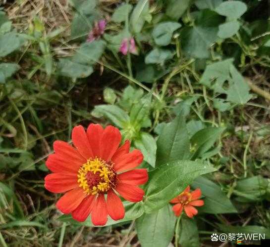 野花免費社區(qū)在線：打造精彩無限的交流空間