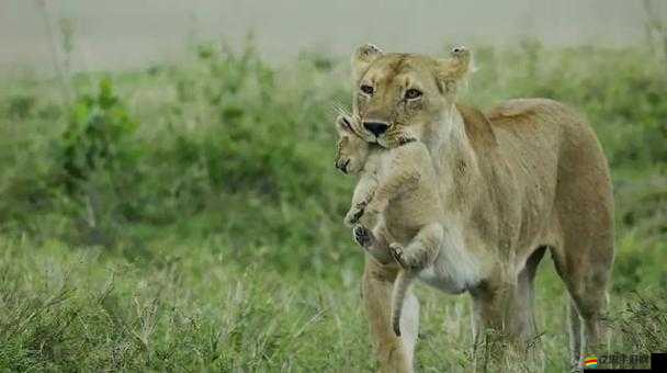 非洲忌諱 1-4-深入探究與文化理解