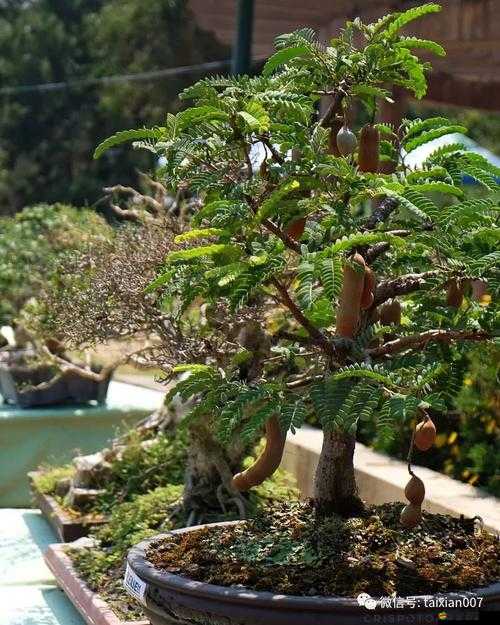 微信全民農場深度解析，果樹系統種植、收獲與管理的全面玩法介紹