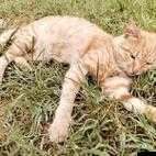 英國 56xxxxx18 背后隱藏的神秘故事與未知秘密