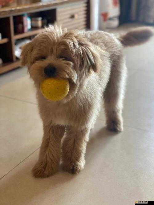 撒尿正面 BBW 毛多多：獨(dú)特視角的呈現(xiàn)