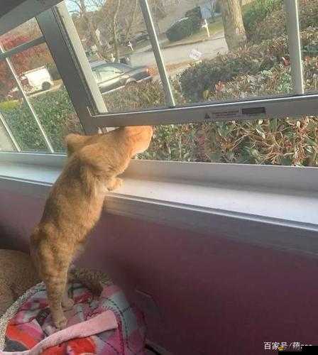 趴窗戶上做給對面看：一場令人意想不到的行為展示