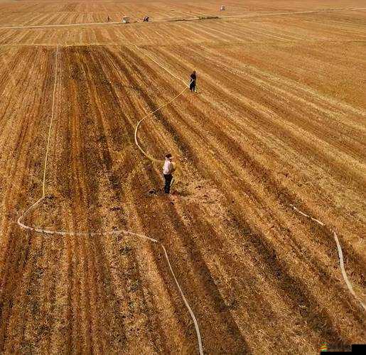 老牛耕田陳雪：辛勤勞作的一幕