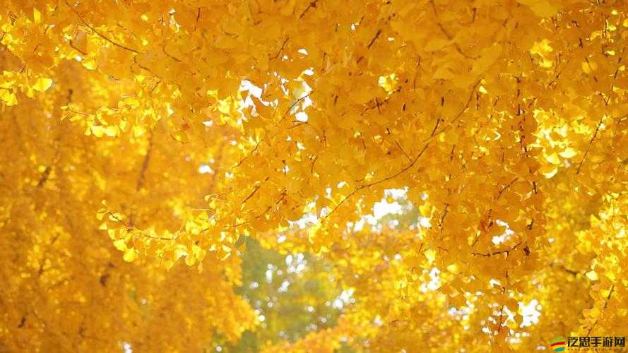 銀杏視頻成片在線觀看：探索生命的奧秘