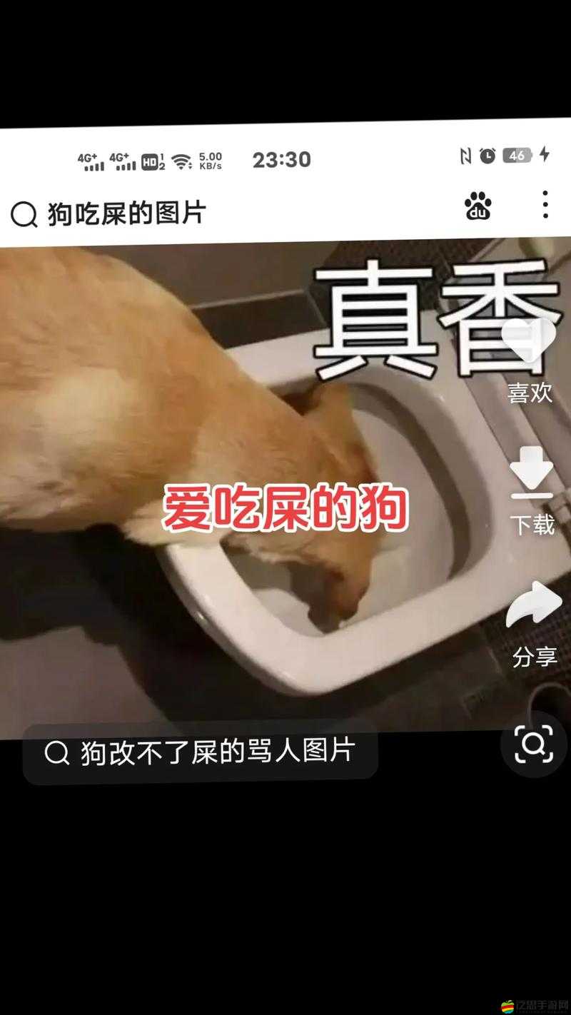 海角社區國產 k9 女人狗交精品：探索人性與自然的邊界