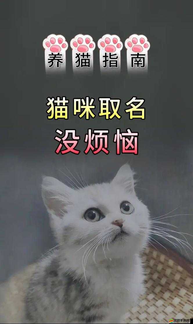 新版貓咪地域網名推薦大全以及相關網名詳細介紹