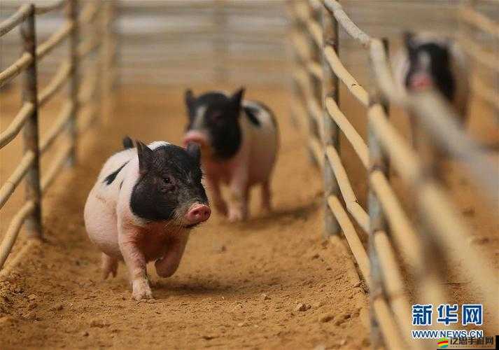 人與畜禽 corporation 兒童：純真與殘忍的交織