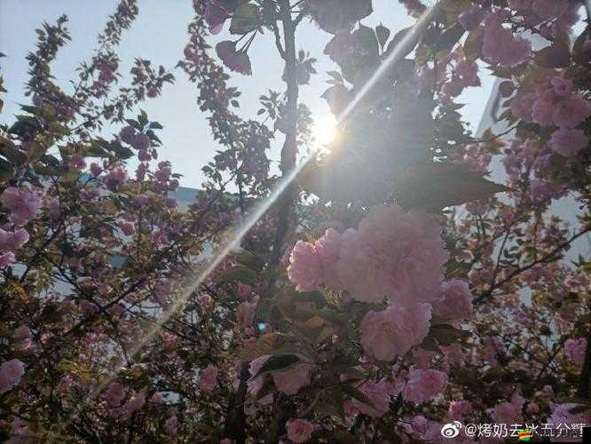 以色約約網(wǎng)站入口：暢享精彩多元內(nèi)容的優(yōu)質(zhì)網(wǎng)絡(luò)平臺(tái)