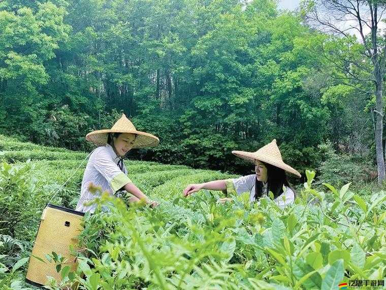 成都新茶嫩茶 wx600-品味鮮香茶韻領(lǐng)略天府風(fēng)情