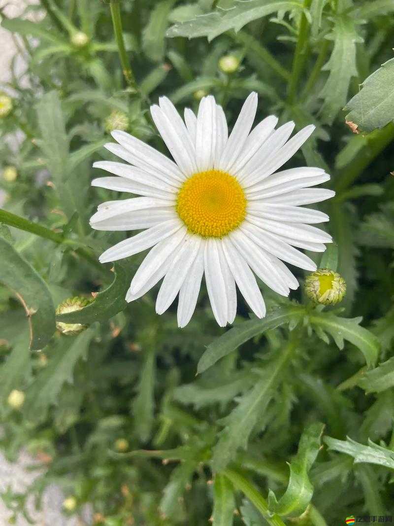 野花視頻免費(fèi)觀看在線(xiàn)播放 1：探索自然之美，領(lǐng)略野花風(fēng)采