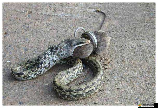 震驚女子被一條蛇做到崩潰，真相令人咋舌