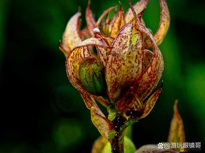 HULUWA 葫蘆里不買藥千萬你需要：探索奇妙世界的奧秘