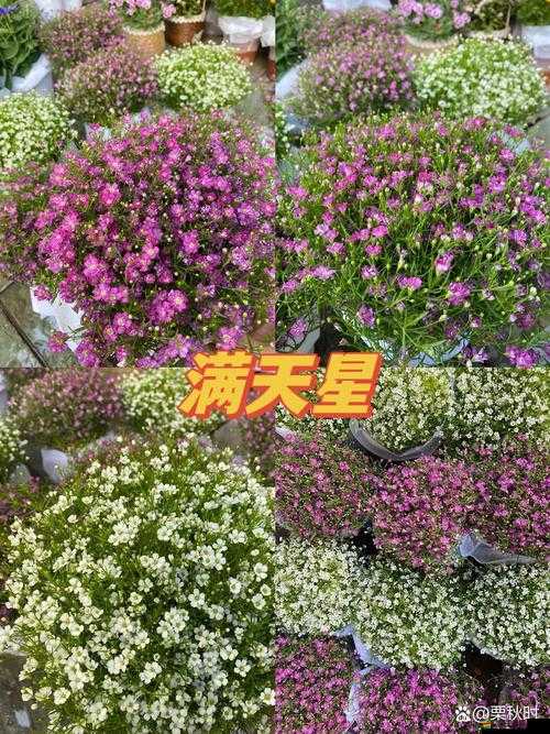 空中女士美國滿天星：來自美國的獨特花卉品種介紹