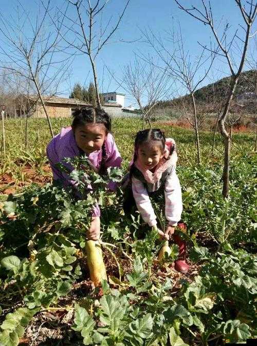 拔蘿卜又叫黃9.1：一個奇特名稱背后的故事與意義探尋