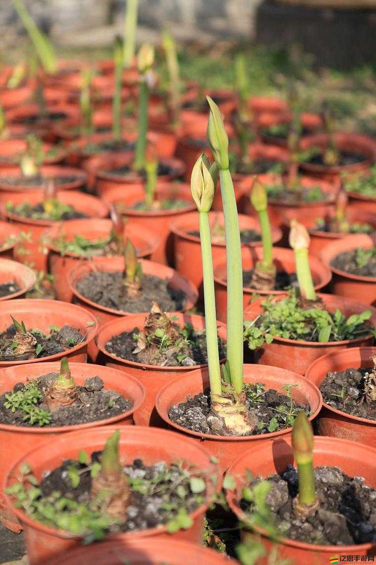 日本 72 種扦插方式：解鎖園藝技巧的密碼