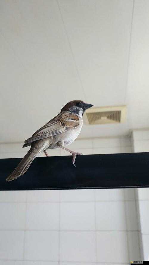 家雀兒 1V2 筆趣閣：精彩內容等你來探索發現