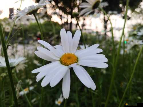 Freezeframe 豐滿老師作品世界的絢麗多彩：藝術魅力的無盡綻放