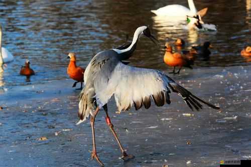 兩座雪白玉峰如精靈般彈跳而出的震撼景象