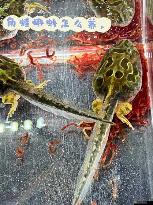 9l 視頻自拍蝌蚪 9l 視頻：探索私密領域的自我表達