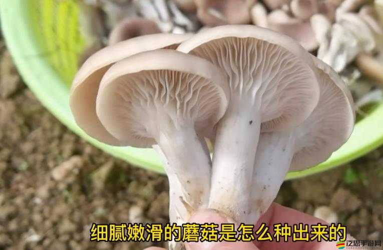 精美日產nv 二線三線蘑菇：關于其特點和使用場景的詳細介紹