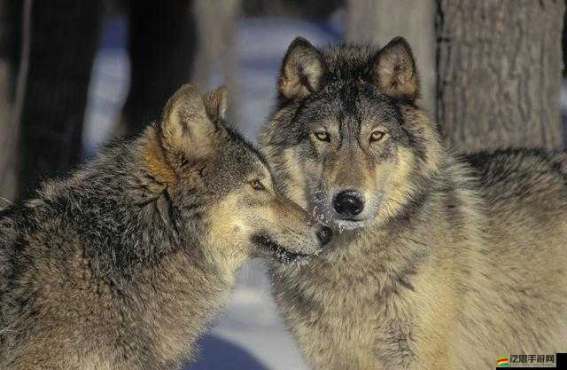 我們身邊的狼第二章深度解析，揭秘上市時間并探討公眾期待