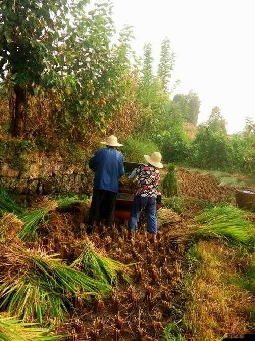 麻豆精產國品一二三產區區農民：他們的生活與勞作故事