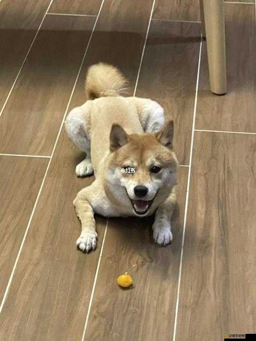 狗膠配方大全高清視頻：詳細步驟與注意事項全解析