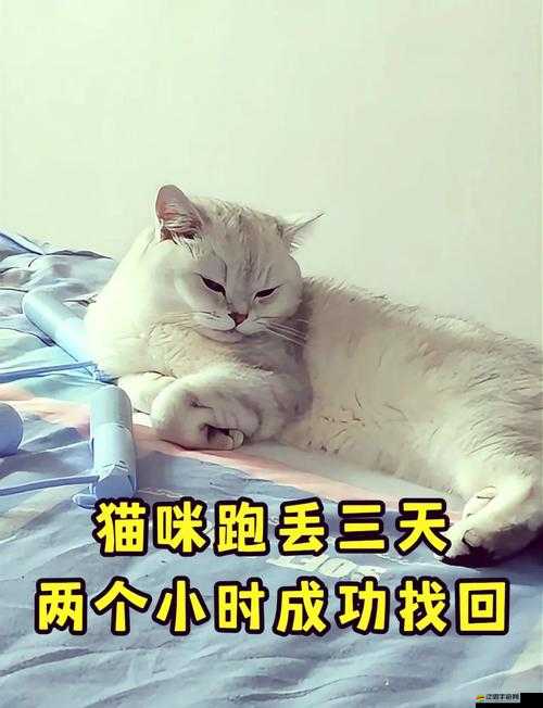 貓咪走丟了怎么辦：教你幾招快速找回愛貓