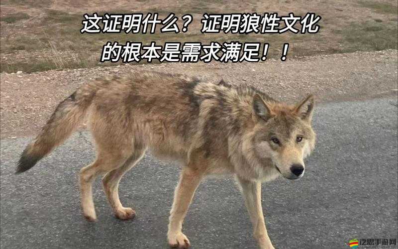 狼色視頻在線觀看：滿足你對視覺刺激的需求