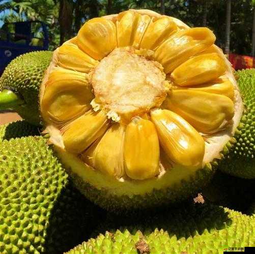 菠蘿蜜視頻在線菠蘿蜜視頻觀看：帶你領(lǐng)略熱帶水果的魅力