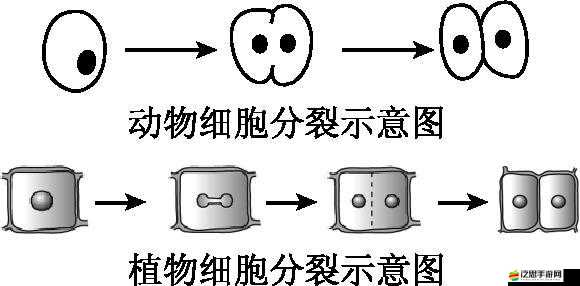 細胞分裂6游戲遇到0xc0000142錯誤？別擔心，這里有專業解決妙招！