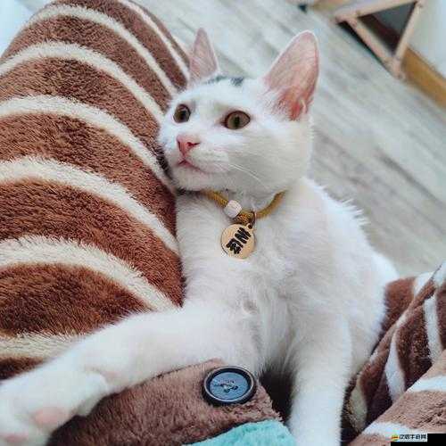 色色貓 TV 精彩影視無限暢享等你來發現