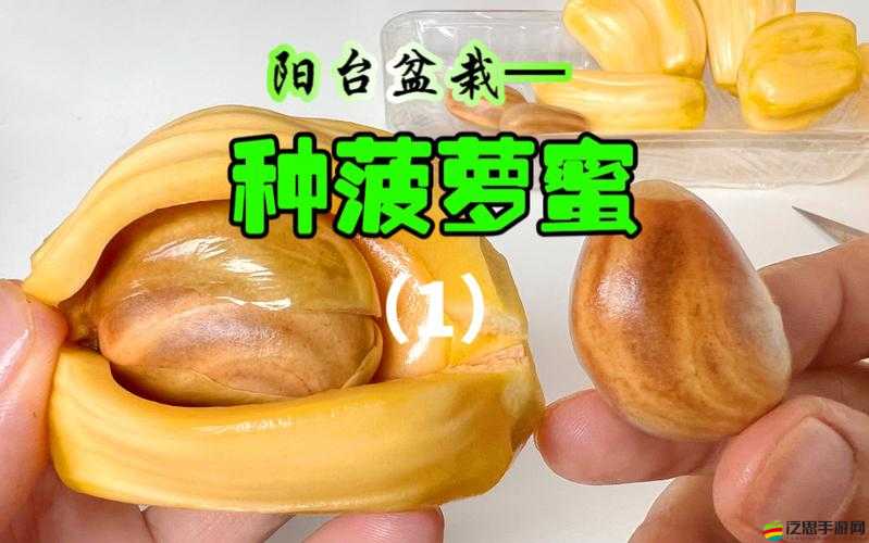 菠蘿蜜視頻網在線 WWW：暢享高清影視，盡在其中