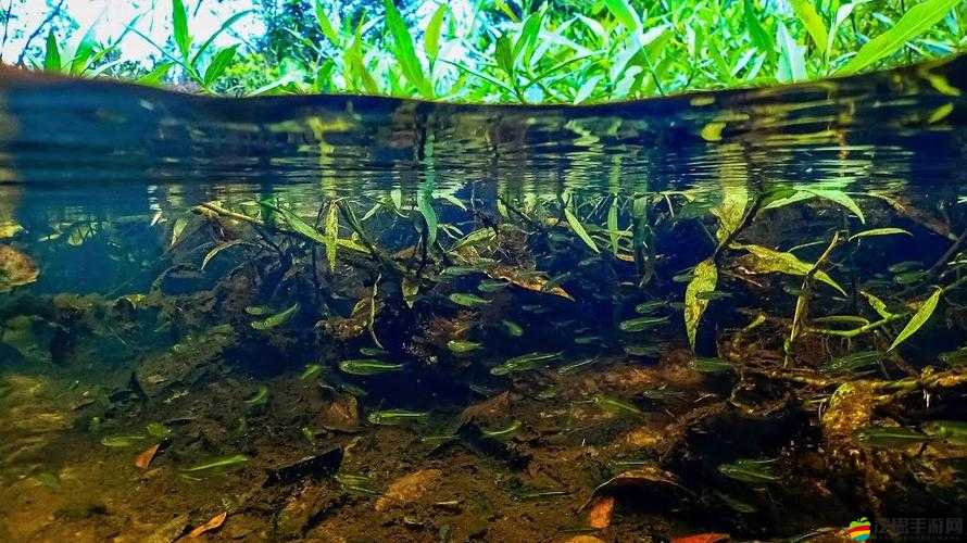 ：你下水好多下水道 bd 麻豆：探索未知的水下世界