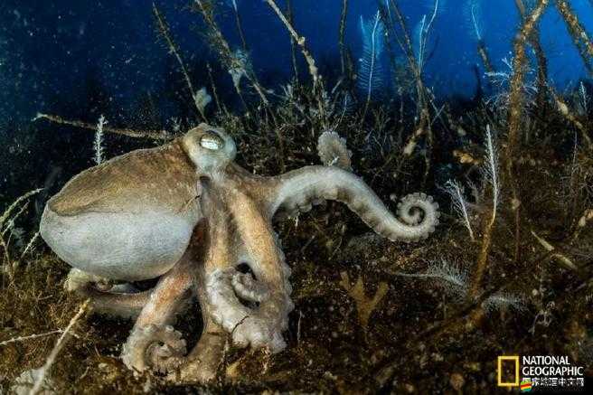 被觸手怪的奇異世界：探索未知的神秘與驚奇