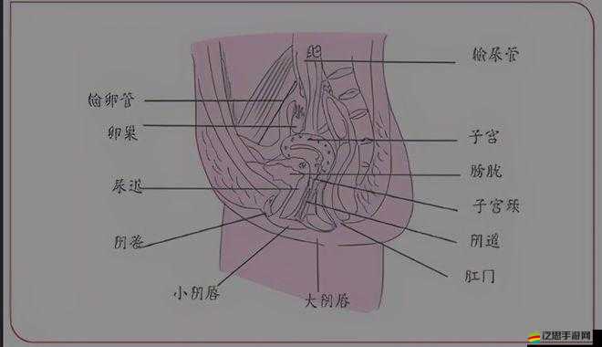 睪丸進入子宮的里面長肉粒正常嗎：探尋其中緣由與影響
