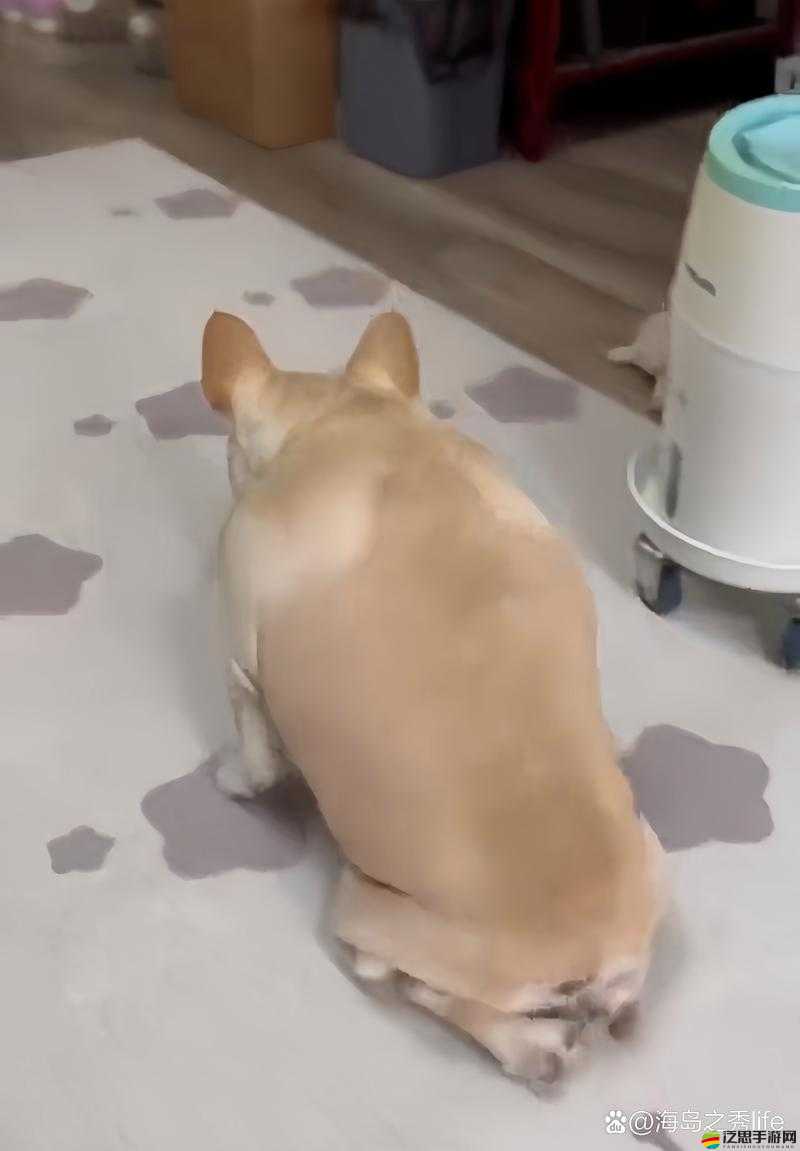 震撼：你絕對沒看過的全新人物動物交互狗免費大片