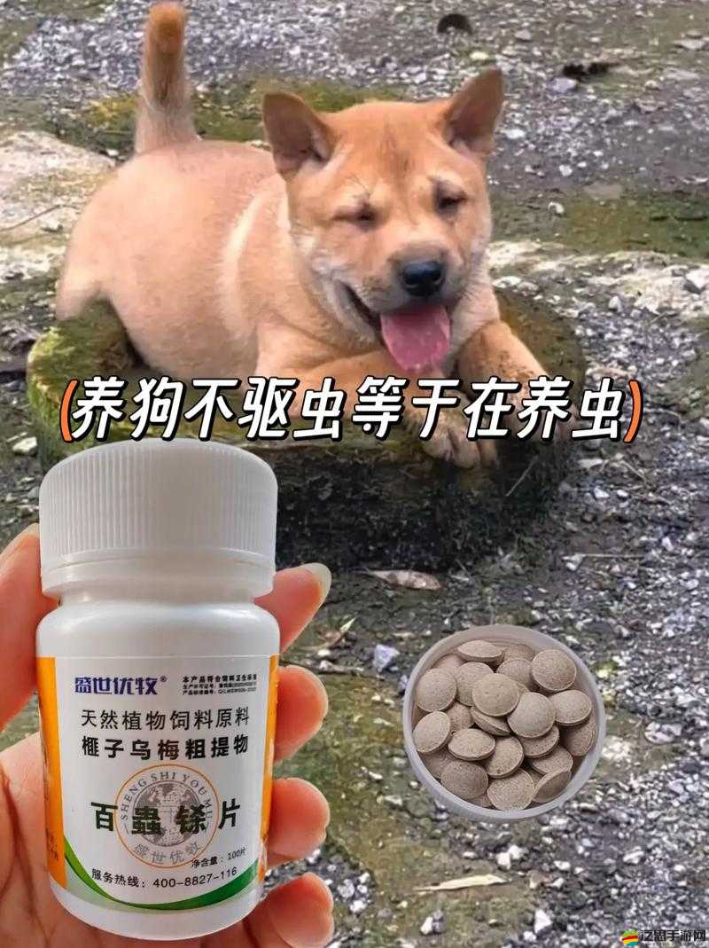 狗狗猛漲精肉狗大壯增肥增食欲秘籍：讓你的寵物狗健康增重的秘密武器