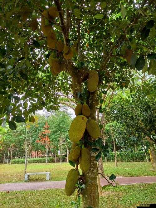 菠蘿菠蘿蜜Www 免費：帶你開啟奇妙之旅