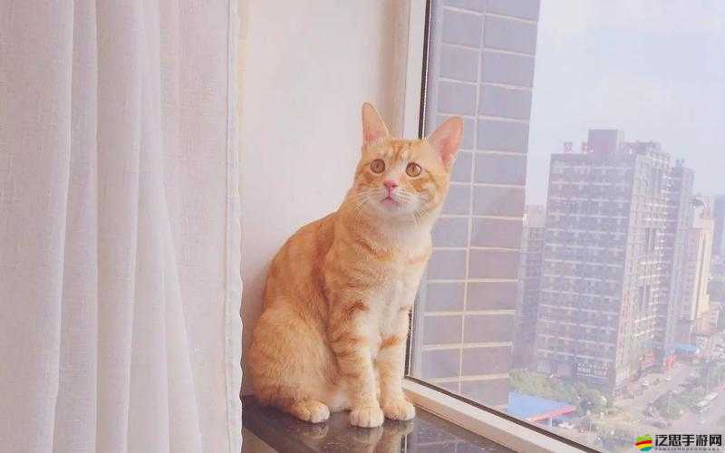 撒尿 BwwBwwBww 毛：獨(dú)特的奇妙現(xiàn)象引發(fā)的思考