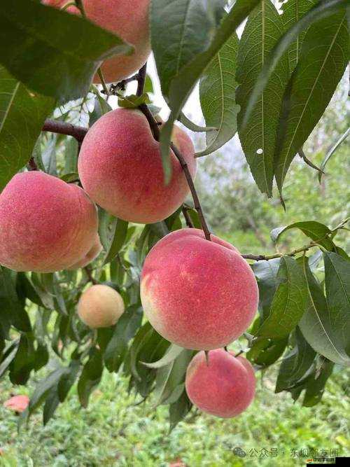 精產國品一二三產品蜜桃——甜蜜多汁的優質水果之選